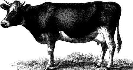 Detailed engraved illustration of a cow in black bold lines for agricultural designのイラスト素材