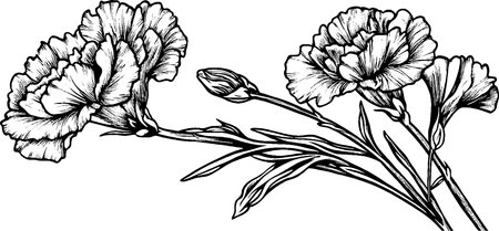 Black and White Illustration of Carnation Flowersのイラスト素材