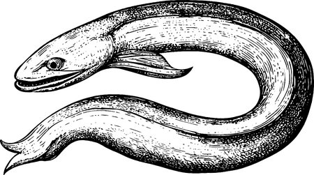 An illustration of an eel, showcasing its elongated body and distinct features. The eel is depicted in a detailed, vintage style, emphasizing its smooth texture and fins.のイラスト素材