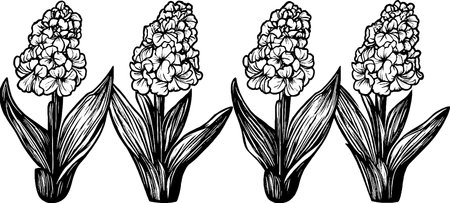 A detailed black and white illustration of four clusters of flowers with broad leaves. Each cluster features multiple blooms, showcasing intricate petal designs and textures.のイラスト素材