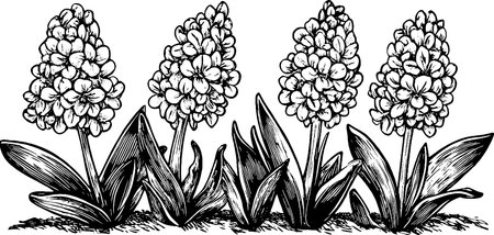 An illustration of four clusters of flowering plants with tall, conical blooms and broad leaves, depicted in a detailed, vintage style.のイラスト素材