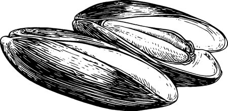 Illustration of Open Pistachio Nutsのイラスト素材