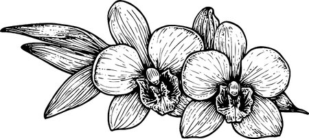 Intricate Black and White Orchid Illustrationのイラスト素材
