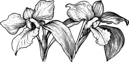Elegant Black and White Orchid Illustrationのイラスト素材