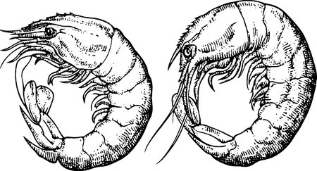 Vintage Illustration of Shrimp Anatomyのイラスト素材