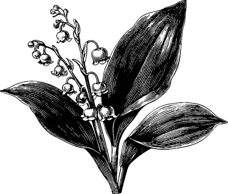 Elegant engraved illustration of lily boutonniere for floral design and decorationのイラスト素材