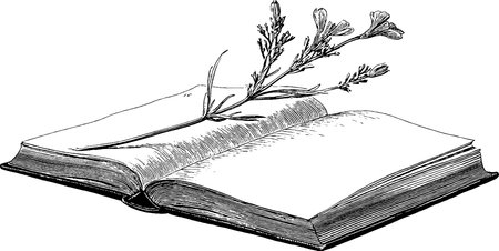 Engraved vintage illustration of a small pressed flower in an open bookのイラスト素材