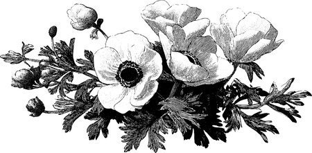 Elegant vintage wedding bouquet with anemones - engraved floral designのイラスト素材
