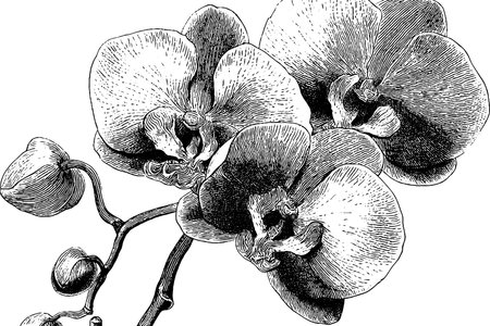 Elegant engraved floral bouquet illustration with orchid flowers for wedding designのイラスト素材