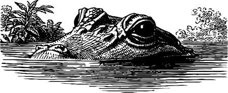 Engraved crocodile illustration with jungle foliage - vintage art for decor or designのイラスト素材