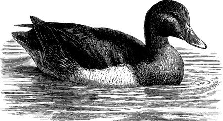 Engraved illustration of a peaceful floating duck for nature and wildlife artのイラスト素材