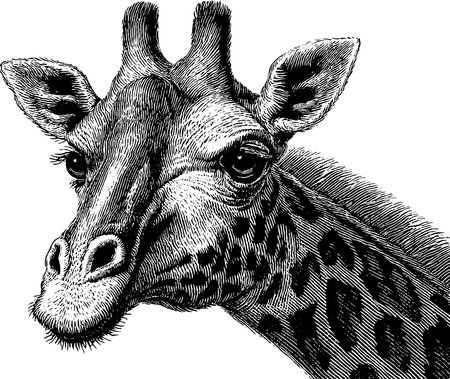 Elegant giraffe portrait in engraved art style for decorative designのイラスト素材