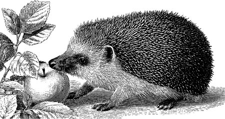 Engraved illustration of a hedgehog with an apple for nature and wildlife enthusiastsのイラスト素材