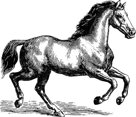 Engraved art of a galloping horse with dynamic movement for artistic designのイラスト素材