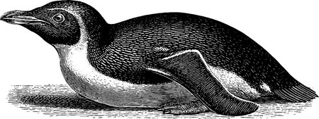 Engraved penguin illustration displaying sliding movementのイラスト素材