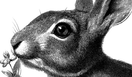 Engraved rabbit holding a flower - intricate nature design for art projectsのイラスト素材