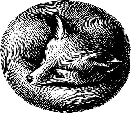 Engraved illustration of a sleepy fox curled up in restful slumberのイラスト素材