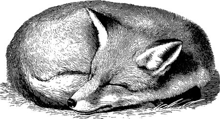 Engraved illustration of a sleepy fox curled up peacefullyのイラスト素材