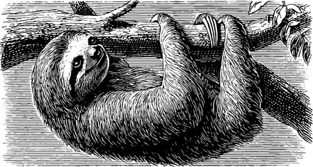 Engraved vintage sloth hanging from tree branch illustration for nature enthusiastsのイラスト素材