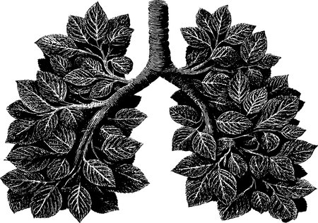 Engraved illustration of lungs created from tree branches for medical and environmental themesのイラスト素材