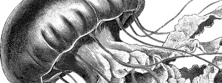 Intricate engraved illustration of a jellyfish with flowing tentacles for marine themed decorのイラスト素材