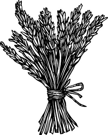 This artwork showcases a detailed vintage woodcut of a dried lavender bundle, elegantly tied with twine.のイラスト素材