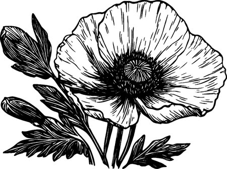 A vintage woodcut illustration features a blooming poppy alongside intricate leaves and closed buds.のイラスト素材