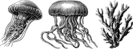 Vintage engraved illustration of jellyfish and seaweed for marine-themed designsのイラスト素材