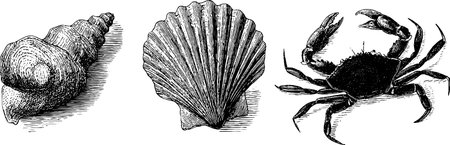 Antique marine life collection featuring shell coral and crab illustration