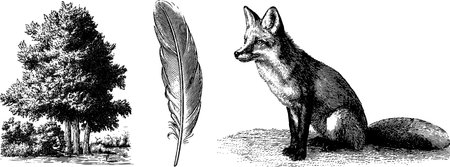 Engraved woodland animals and nature elements for creative designのイラスト素材