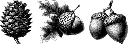 Elegant engraved illustrations of pinecone and acorns for nature-inspired designsのイラスト素材