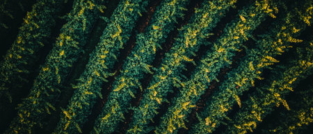 Rows of budding vines fill a vineyard in vibrant colors under soft lightingの素材