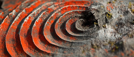 Close-up view of vibrant tree rings showcasing intricate patterns and colorsの素材