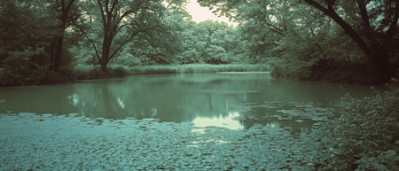 Cool forest stream flowing gently through lush greenery on a serene dayの素材