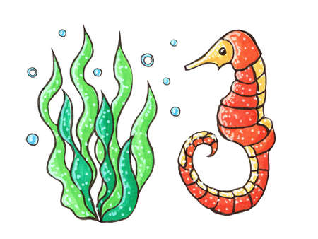 Illustration with a seahorse and seaweed.Decorative stylization, hand-drawn with markers on a white background.Colorful cartoon flat aquarium fish icon for your design.の写真素材