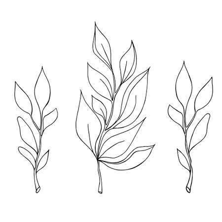 Black-white linear illustration with leaves. Vector illustration. Hand drawing.のイラスト素材