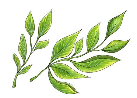 Set of leaves of different green color and shape. Hand drawing.Decorative leafs for design.Bright picture on a white background.の写真素材