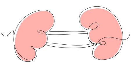 Human kidneys in one line on a white background. Simple organs in vector format. Medical stock illustration with editable stroke.のイラスト素材