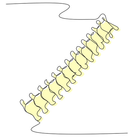 Spine in one line with a colored silhouette on a white isolate. The concept of back pain and bone and cartilage health. Stock vector image of age-related changes and pinched discs.のイラスト素材
