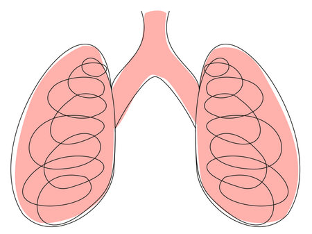 Human lungs in one line on a white background. The stylized respiratory organ of a living organism. Anatomy stock vector illustration.のイラスト素材