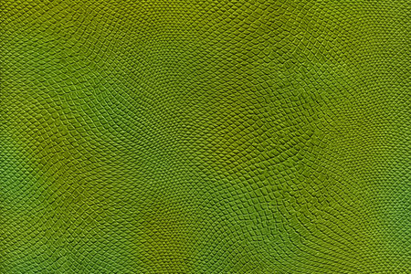 Green reptile texture in high quality. Stock photo of animal camouflage. Space for text in vertical orientation.の写真素材