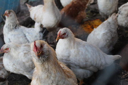 A diverse group of chickens actively foraging in a rustic farmyard, displaying their unique...