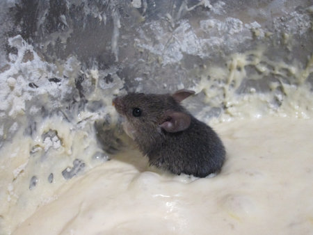 A small gray mouse is stuck in thick batter within a mixing bowl, highlighting an unusual and amusing moment during a baking session in a cozy kitchen environment.の写真素材