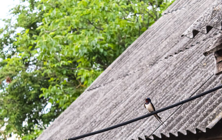 A small swallow sits calmly on a wire, overlooking a rustic roof while surrounded by lush greenery, creating a peaceful atmosphere in the countryside.の写真素材