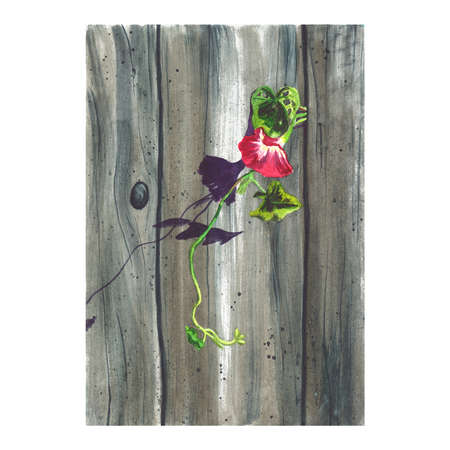 Watercolor drawing of a pink flower loach on a wooden background.の写真素材