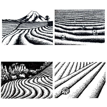 Tea fields of Japanの写真素材