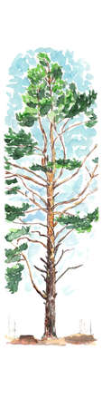 Spring Pine tree in early spring - watercolor sketchの写真素材