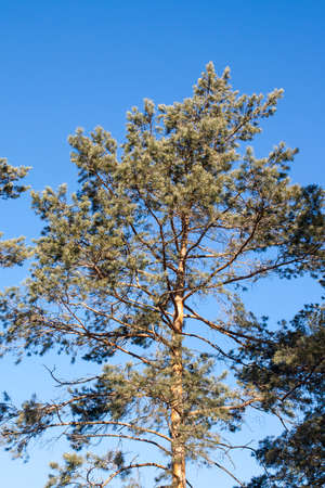 Icy white frost on a pine and blue skyの写真素材