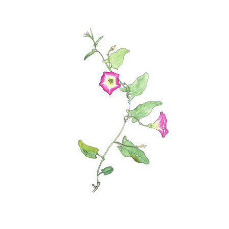 Convolvulus bindweed morning-glory climb in watercolors, botanical sketch