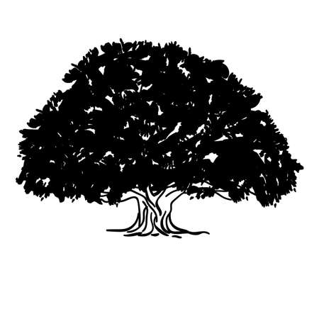 Black and white drawing of an ash tree silhouette of a sprawling crown tree. Vector illustrationのイラスト素材